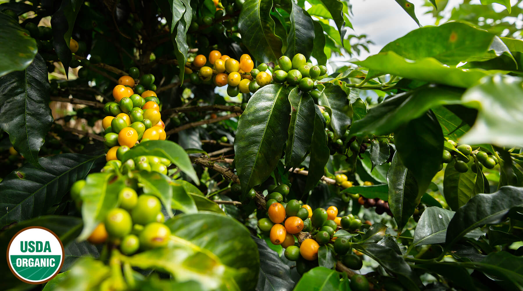 USDA Certified Organic Coffee