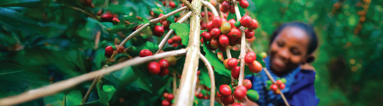 Woman surrounded by coffee cherries on a branch with greenery in the background